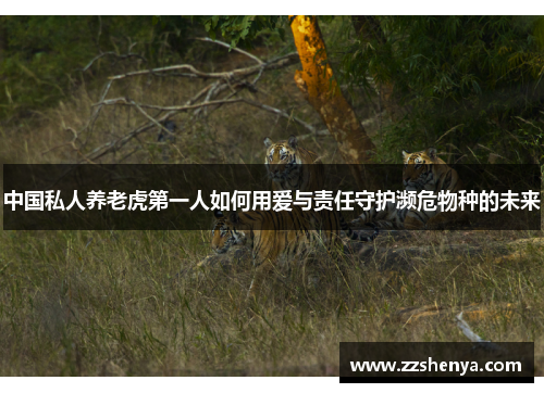中国私人养老虎第一人如何用爱与责任守护濒危物种的未来